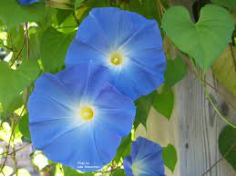 Heavenly Blue Morning Glory Annual Vine Nick The Seeds With A File Then Soak In Water For A Few Hours This Speed Garden Vines Flower Seeds Hardy Perennials