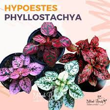 Bunga hias hidup untuk taman. Paket Tanaman Hias Hidup Hypoestes Hipoestes Calathea Bunga Hias Tanaman Perlengkapan Taman Shopee Indonesia