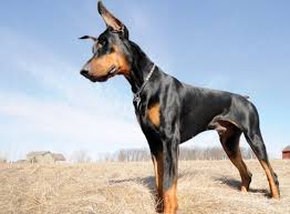 doberman pinscher