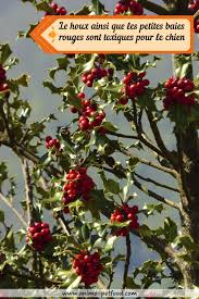 Le Houx Est Toxique Pour Les Chiens Chien Chien Rouge Chien Chat
