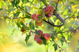 Everything is guaranteed to arrive healthy & grow fast! Learn How To Grow Apple Trees The Easy Way