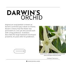 Image result for Solenangis