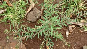 Image result for Phyllanthus pentandrus