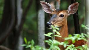 Unfortunately, the eating habits of deer can sometimes have a negative impact on woodland ecosystems. Gardening Help Deer Are Eating All Of Our Plants The Morning Call