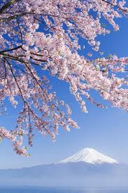 Le Cerisier Japonais 85 Points De Vues Archzine Fr Paysages Printemps Cerisier Japonais Japon Paysage
