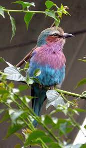 Lilac Breasted Roller Bird Lilac Breasted Roller Beautiful Birds Pet Birds