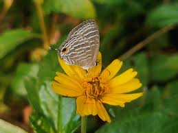 Image result for Tragia lasiophylla