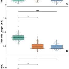 Image result for Girardinia bullosa