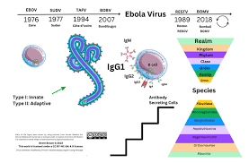 Image result for Filoviridae