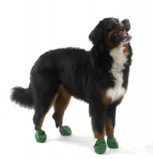 Pawz Dog Boots In Green Size Xlarge 12 Pack