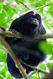 Howler Monkeys And The Sound Makes Your Skin Crawl Deep In The Jungle Of Belize Howler Monkey Spirit Animal Animals