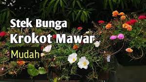 Nama lain dari bunga krokot ialah moss rose. Cara Stek Bunga Krokot Budidaya Bunga Krokot Mawar Menanam Krokot Dirumah Krokot Yuktani Youtube