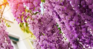More images for how to care for wisteria » How To Grow And Care For Wisteria Love The Garden