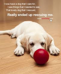 This collection of 100 photos will inspire your holiday cards! Christmas Pet Quotes Quotesgram