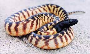 Aspidites Melanocephalus The Black Headed Python Is A Species Of Snake In The Family Pythonidae That Is Native To Scary Snakes Snake Reptiles And Amphibians