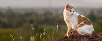 6464 n oracle rd, tucson, az 85704. Welcome To Pet Doctor Your Family Veterinarian In Tucson