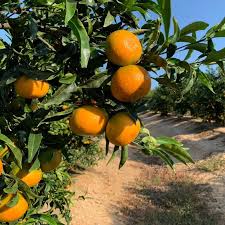 Image result for Citrus reticulata