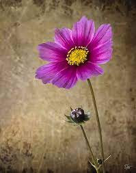 Cosmos Flower By Endre Balogh Cosmos Flowers Flowers Wonderful Flowers
