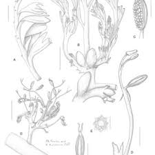 Image result for Tridactyle stevartiana