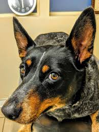 Silver spring veterinary hospital in winchester, va is a full service companion animal hospital. Affordable Animal Hospital Silver Lake 2417 Riverside Dr Los Angeles Ca 90039 Usa