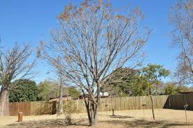 Image result for Kirkia acuminata