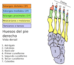 En la gran mayoría de los animales que tienen pies, este es un órgano que actúa independiente en la fase terminal de la pierna y se compone por uno o más huesos o sedimentos que tienen. Esqueleto De Los Huesos Del Pie Como Diagnosticar El Dolor Magento Title