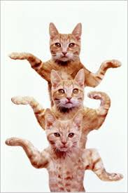 Funny Dancing Cats Cats Egyptian Cats Animals