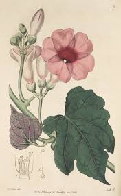 Image result for Ipomoea albivenia