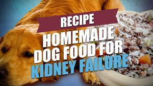 Homemade Dog Food For Kidney Failure Recipe Healthy And Cheap Youtube