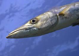 This arctic coloring pages are fun way to teach your kids about arctic. It Is Fishfriday And Today We Learn About The Barracuda Tam Warner Minton