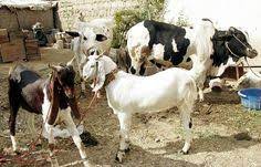Goats And Cows Goats Barnyard Animals Goat Barn
