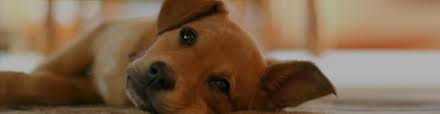 Veterinarian near me usa salazar veterinary hospital parkway veterinary center creekside animal hospital harlingen veterinary clinic carson veterinary clinic veterinarian near me, Affordable Veterinary Care In Oregon Willamette Valley Animal Hospital