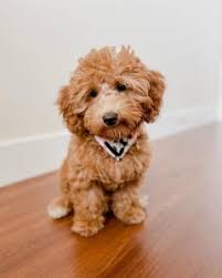Use the search tool below and browse adoptable goldendoodles! Goldendoodle Puppies In Colorado 2021 Top 6 Breeders We Love Doodles