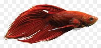 1600 x 1600 png 194kb. Siamese Fighting Fish Logo Ikan Cupang 3d Png Betta Fish Png Free Transparent Png Images Pngaaa Com