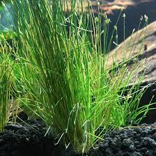 Image result for Eleocharis caduca