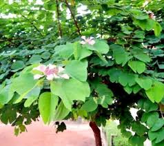 Image result for Bauhinia monandra