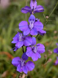 Annual Larkspur Flower Care How To Grow Larkspur Plants In The Garden Larkspur Plant Larkspur Flower Flower Care