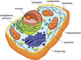 In animal cells this is generally the centrosome. Cytoskeleton One Student To Another