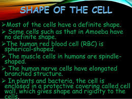 Observe the projections of varying lengths protruding out of its body. Cell Structure And It S Functions