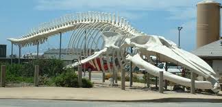 Maybe you would like to learn more about one of these? Largest Body Part Wikipedia