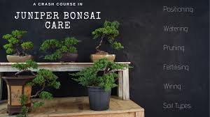 The juniper bonsai is essentially the small version of a juniper tree, a conifer, and there are many species of juniper which grow very well as bonsai; How To Care For Juniper Bonsai 2019 A Juniper Crash Course Youtube