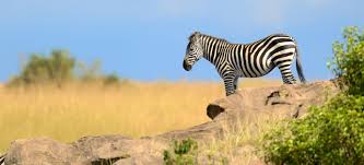 Best value safari lodge for honeymooners. 8 Days Kenya Tanzania Safari Julius Tours