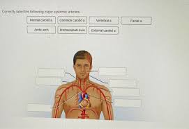 In many instances, the artery and vein that serve the same organ have the same name. 33 Label The Major Systemic Arteries Labels For Your Ideas