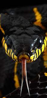 Pin By Hazel On Snake Wallpaper Snake Wallpaper Snake Photos Pet Snake
