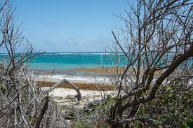 So stellt man sich die karibik vor. Sargassum Der Moderne Fluch Der Karibik Segeln Mit Yemanja