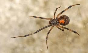 The southern widow (latrodectus mactans) found in the american south and northeast; Pin On Spiders Scorpions