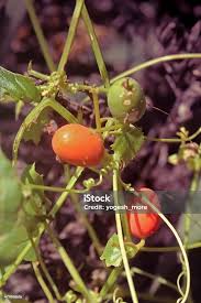 Image result for Zehneria scabra