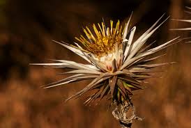 Image result for Macledium