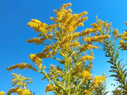 Goldenrod Plant Goldenrod Flower Leaf Identification Healing Herbs