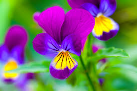 Dreams about flowers usually fall into the „positive dreams category, but sometimes, dreams about flowers can have a negative meaning. Pansy Flower Meaning Flower Meaning